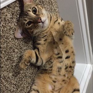 Meet your Posher, Anna